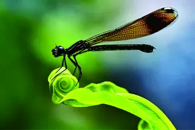 å¾®è·æ”å½± jigsaw puzzle