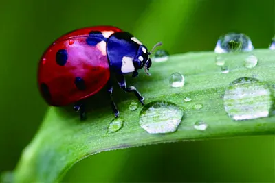 å¾®è·æ”å½± jigsaw puzzle