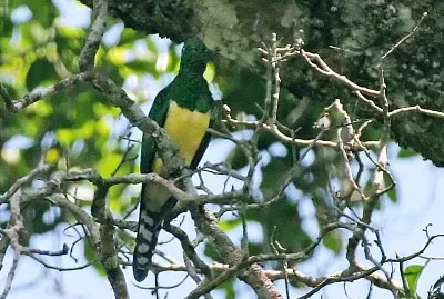Cuculo smeraldino africano