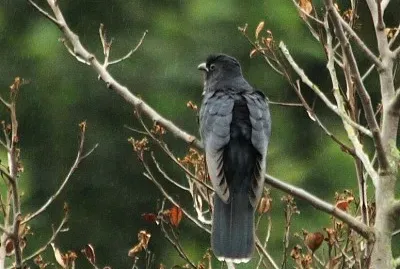 Cuculo nero