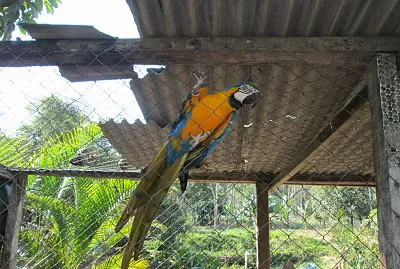 Arara no cativeiro