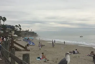 Seagull