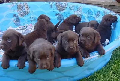 Chocolate Lab Pups