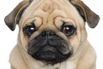 Pug