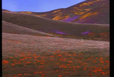 Serenity jigsaw puzzle