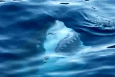 The real Jaws