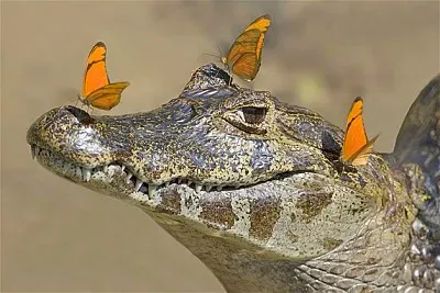 Opposites Attract jigsaw puzzle