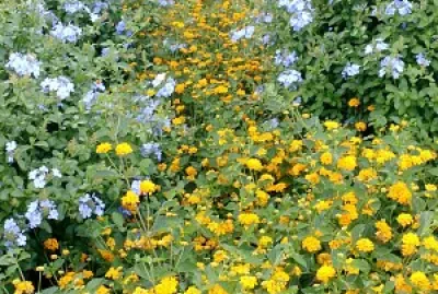 Flowerbed