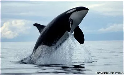 Orca breach