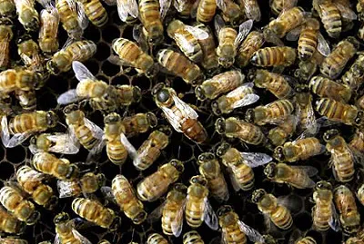 Honeybees