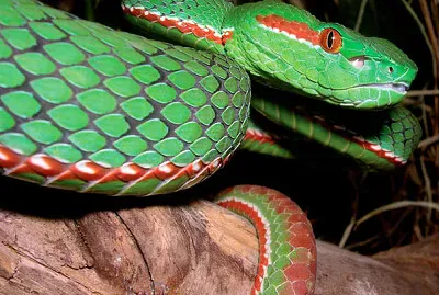 Tree Snake
