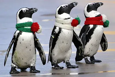 Holiday Penguins