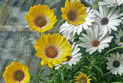 פאזל של belleza