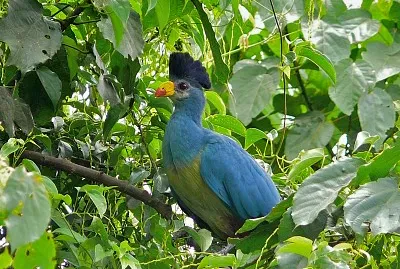 Turaco azzurro