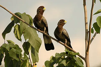 Turaco grigio orientale