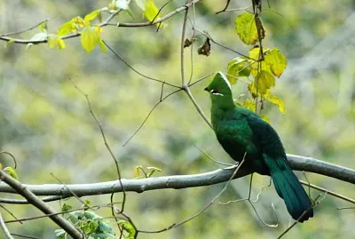 Turaco nero