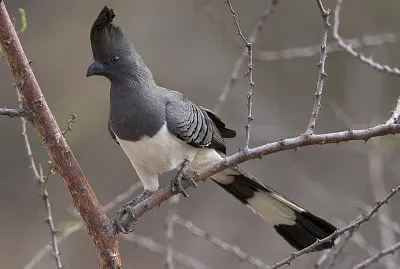 Turaco ventre biaanco
