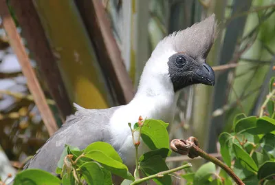Turaco dalla maschera