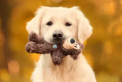 perro