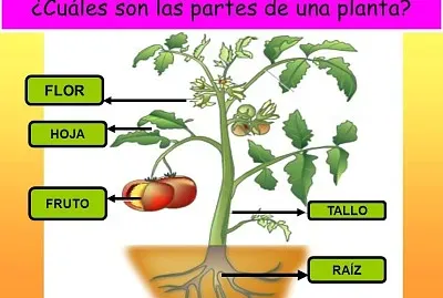Partes de la planta jigsaw puzzle