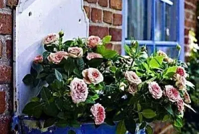 flores