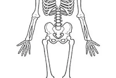 Rompecabezas esquelÃ©tico