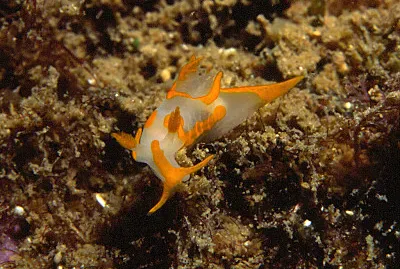 Trapania maculata