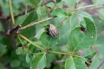 Aelia acuminata