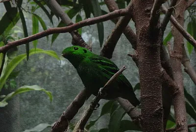 Green broadbill