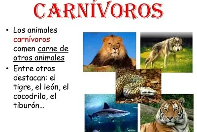 Animales CarnÃ­voros jigsaw puzzle