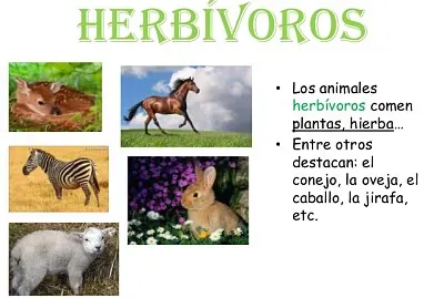 Animales HerbÃ­voros