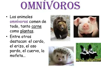 Animales OmnÃ­voros