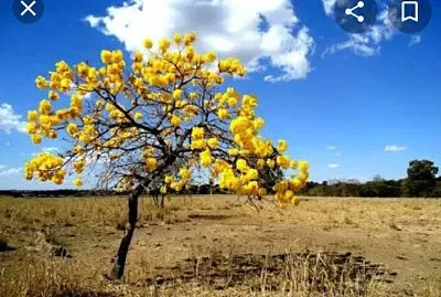 Cerrado jigsaw puzzle