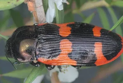Castiarina bremei
