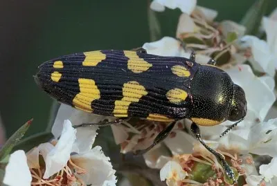 Castiarina victoriensis