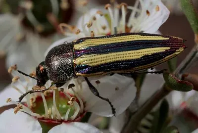 Castiarina vittata