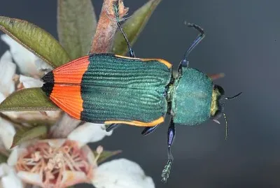 Castiarina kerremansi