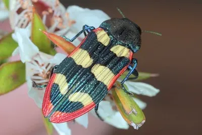 Castiarina punctatosulcata jigsaw puzzle