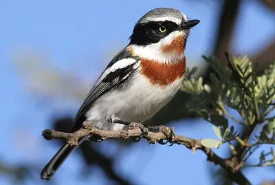 Batis molitor