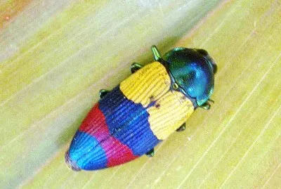 Themognatha alternata jigsaw puzzle