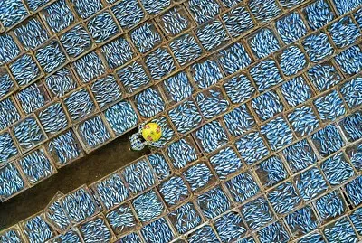 Fish Market in Vietnam