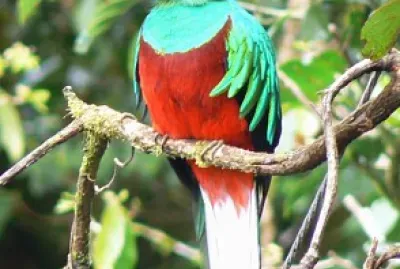 Quetzal