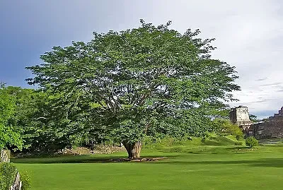 Ceiba jigsaw puzzle