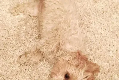 Camo Dog