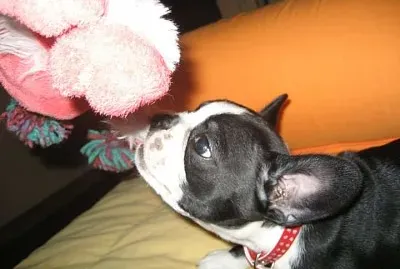 boston terrier