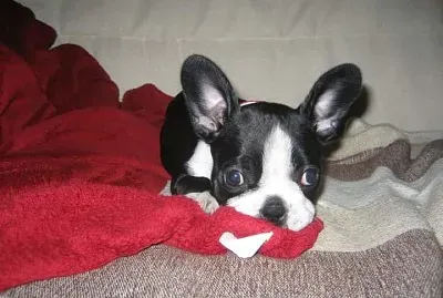 boston terrier