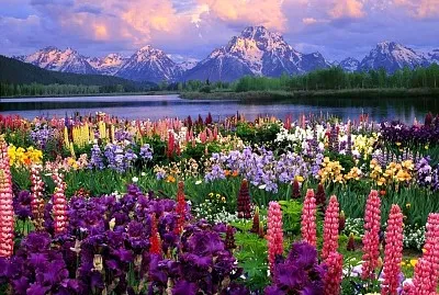 flores