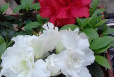 flores - Azalea