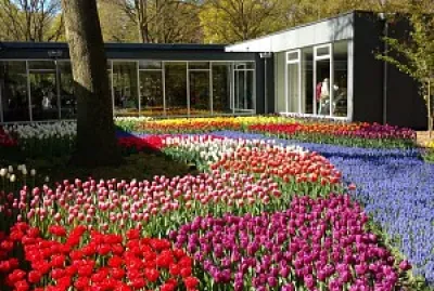 flores