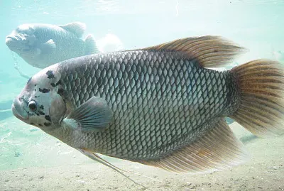 Gurami gigante